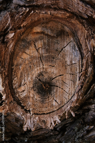 Background texture. Dry wood end with cracks and annual rings. High quality photo © Александр Овсянников