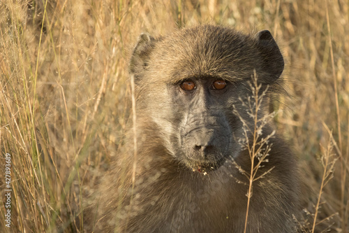 Cute close-up of a young Chacma Baboon's face sitting in the dry, yellow grass, Kruger National Park.  © Anna