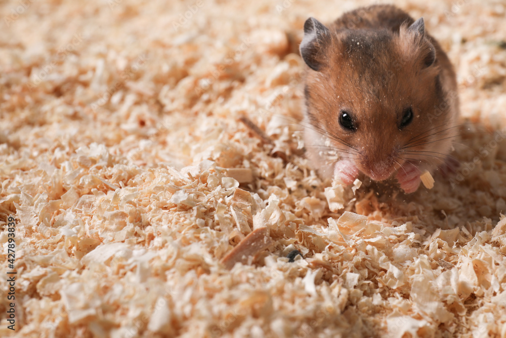 Cute little fluffy hamster on wooden shavings. Space for text Cute little fluffy hamster on wooden shavings. Space for text