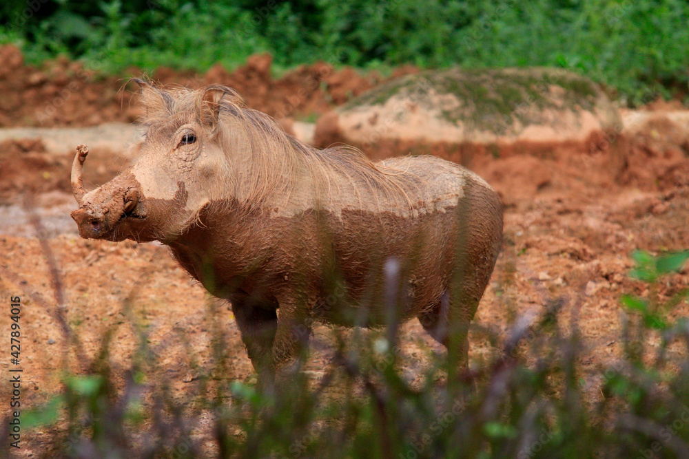Fototapeta premium Warzenschwein (Phacochoerus africanus) im Schlamm, Afrika