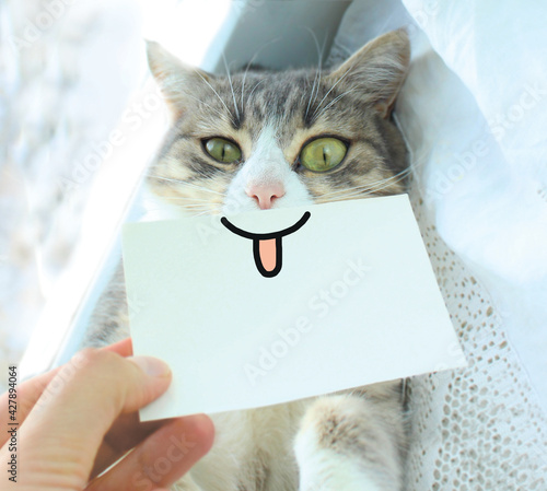 A funny playful gray cat with a smile and tongue on a white sheet lies on a windowsill in the rays of the sun