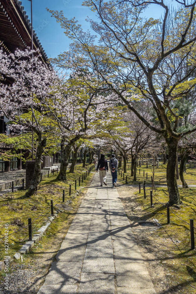 京都 真如堂の桜と春景色