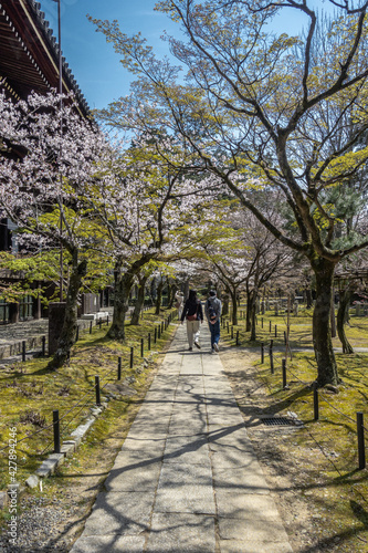 京都 真如堂の桜と春景色
