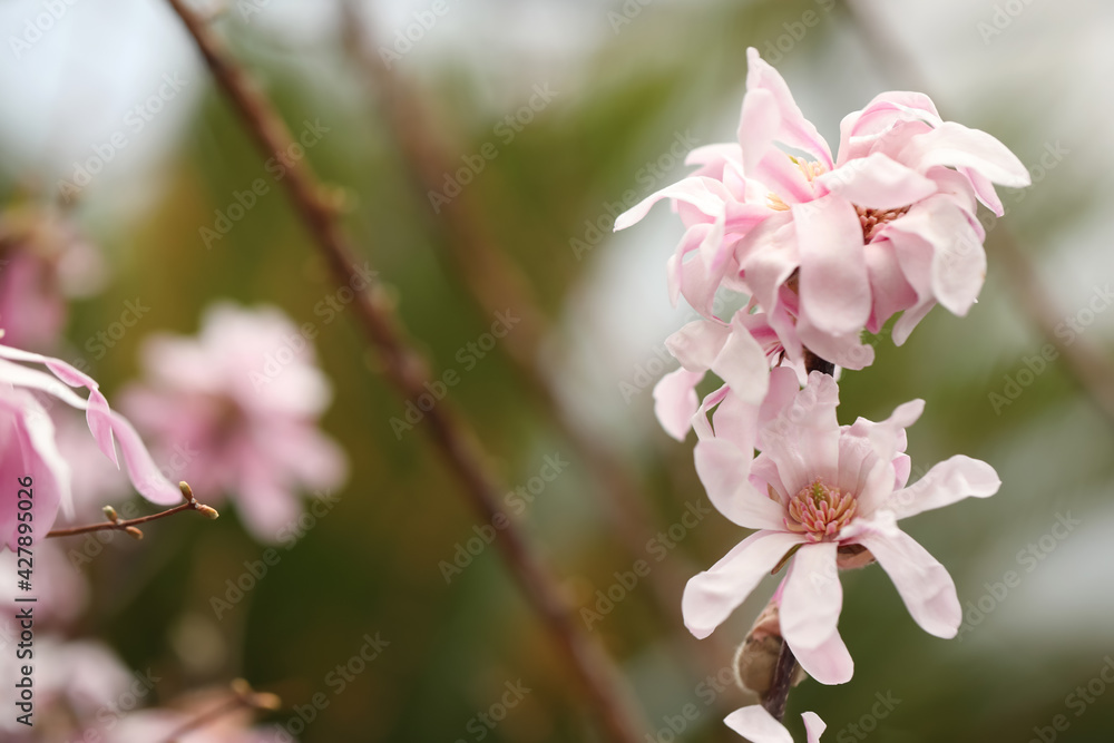 Closeup view of beautiful blooming magnolia tree outdoors. Space for text Closeup view of beautiful blooming magnolia tree outdoors. Space for text