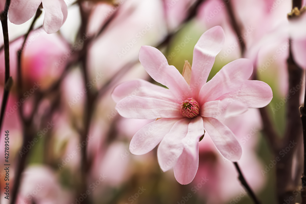 Closeup view of beautiful blooming magnolia tree outdoors. Space for text Closeup view of beautiful blooming magnolia tree outdoors. Space for text