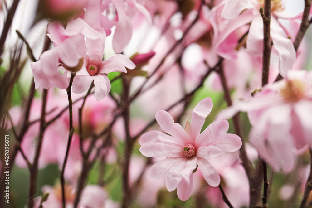 Closeup view of beautiful blooming magnolia tree outdoors