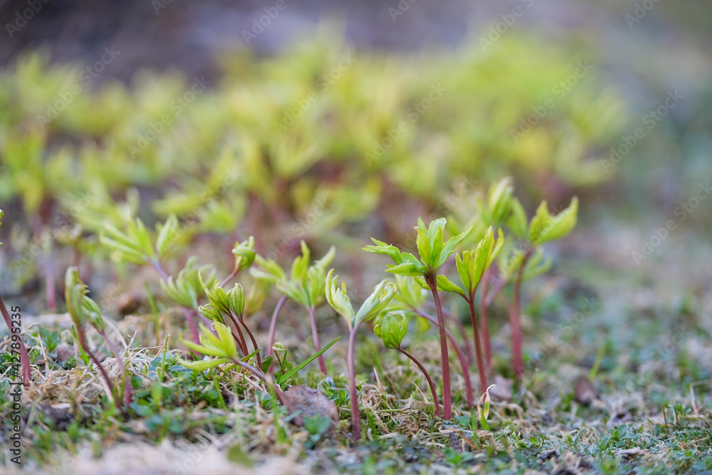 young shoots, fresh sprouts of agricultural plants in the ground close up image. High quality photo young shoots, fresh sprouts of agricultural plants in the ground close up image. High quality photo