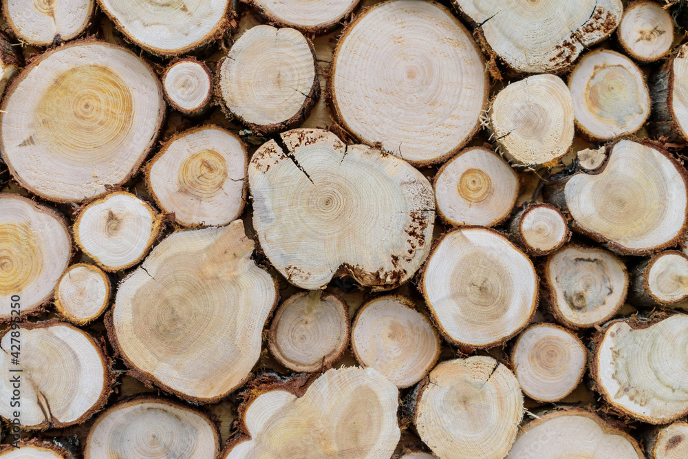 Cuts of tree trunks and branches for the backdrop. Annual rings of wood. Natural abstraction concept.
