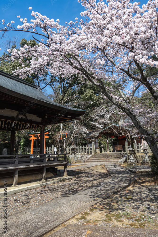 京都 竹中稲荷神社の桜と春景色