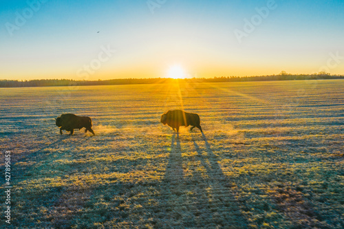 Bison run across the field at sunset. Feels their strength and power