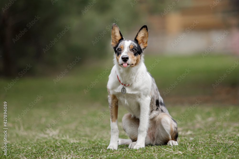 Cute border collie puppy at the nature background. Funny dog. Smart dog. Dog training