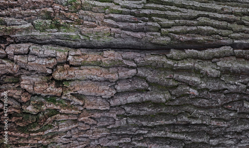 Embossed texture of oak bark. Close-up. High quality photo