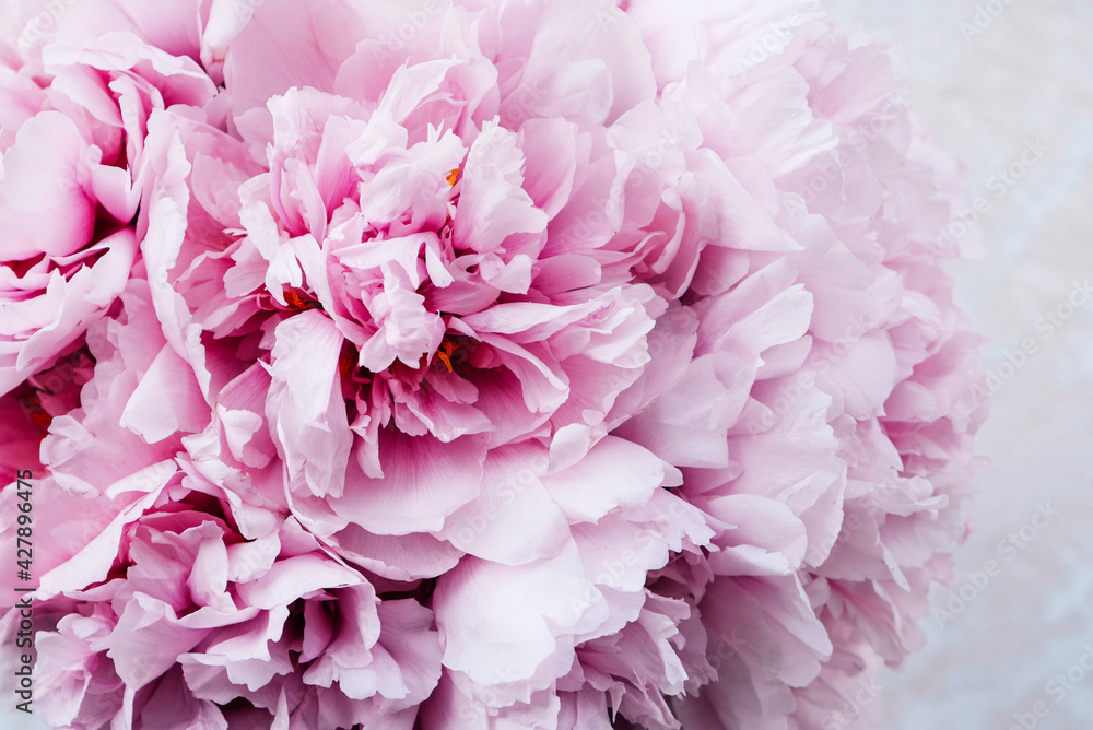 Mono bouquet of fresh pink beautiful peony flowers in full bloom on beige background, top view, close up. Spring or summer blooms. Mono bouquet of fresh pink beautiful peony flowers in full bloom on beige background, top view, close up. Spring or summer blooms.
