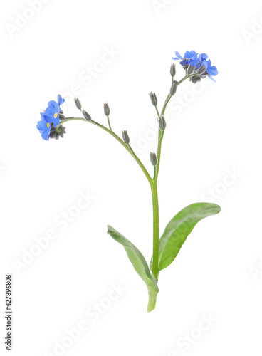 Beautiful blue Forget-me-not flowers isolated on white