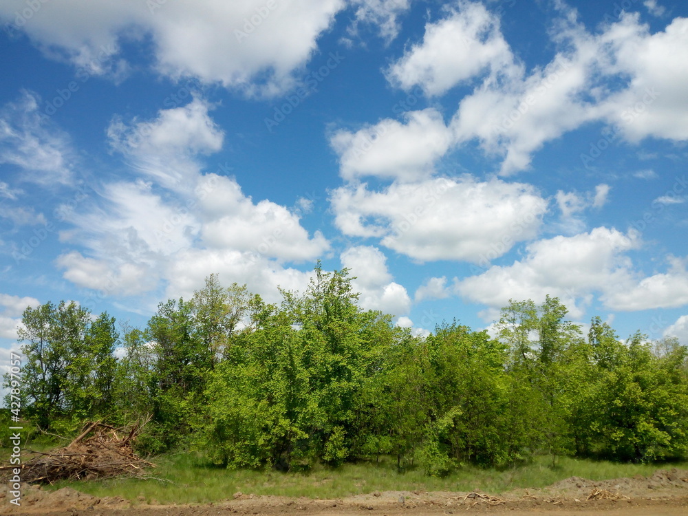 trees and blue sky