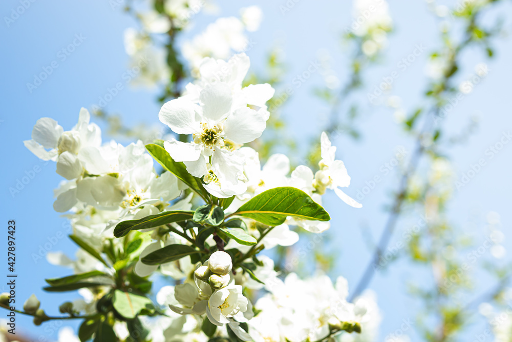 Spring flowering jasmine bush on blue sky background