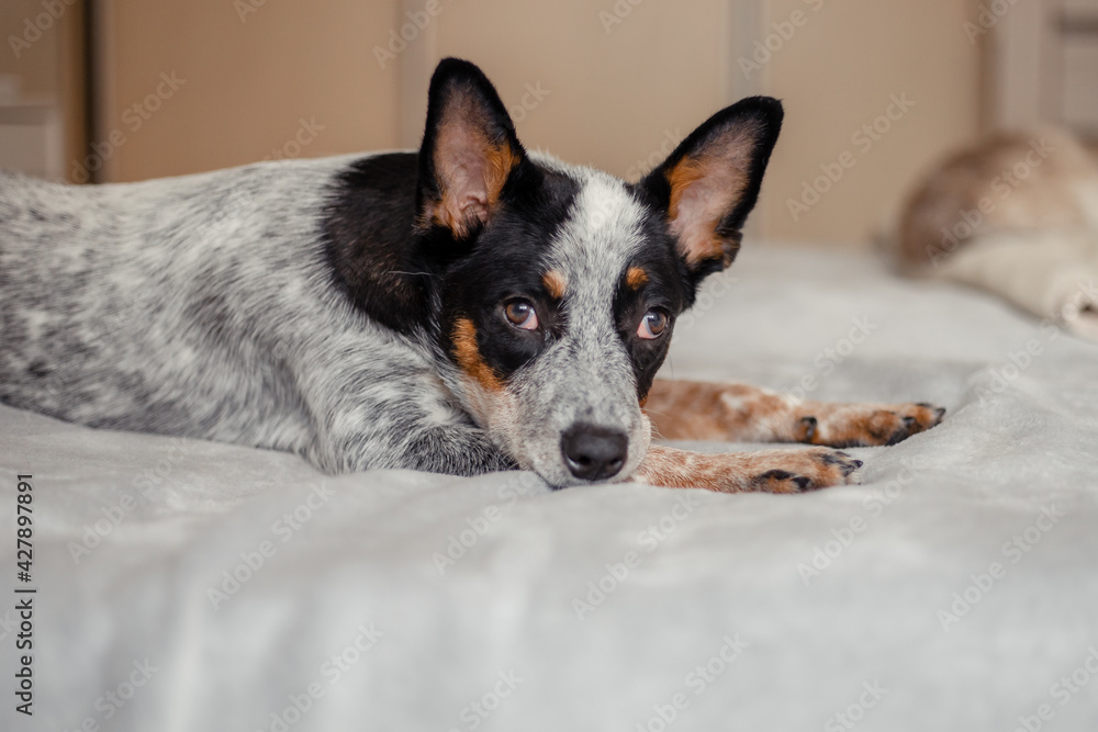 Australian cattle dog at home Australian cattle dog at home