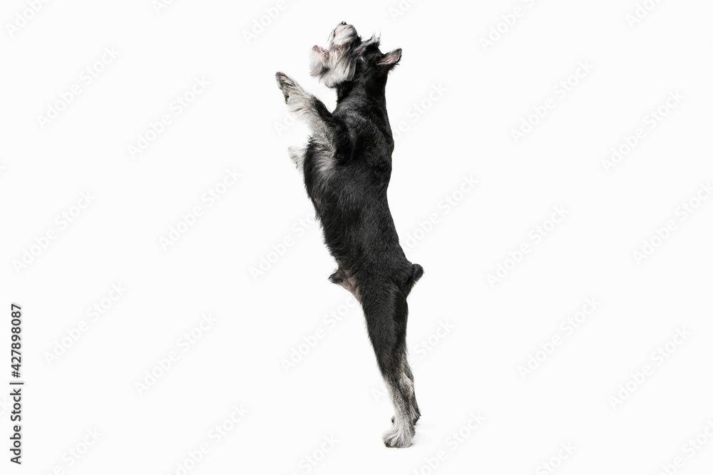 Cute puppy of Miniature Schnauzer dog posing isolated over white background Cute puppy of Miniature Schnauzer dog posing isolated over white background