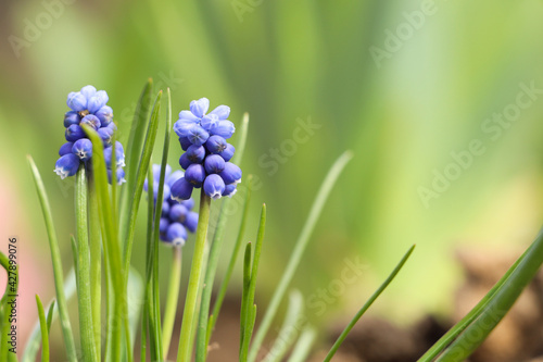 Beautiful muscaris blooming in field, space for text. Early spring flowers photo