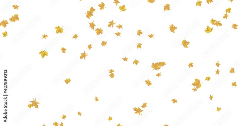 Yellow maple leaves falling down Yellow maple leaves falling down