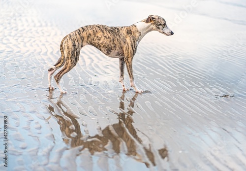 hübsche Whippet Hündin am Meer mit Spiegelung