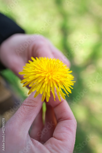 Close-up of a yellow dandelion flower on female hands