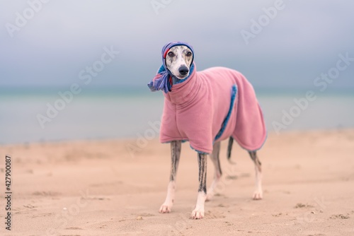 lustige Whippet Hündin mit Mantel und Kopftuch im Winter am Strand der Ostsee  © stylefoto24