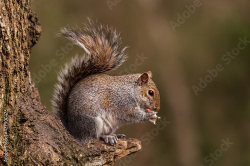 Squirrel perched on a dead tree branch eating a shelled peanut