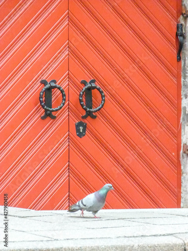 red wooden door with a piegeon walking in front