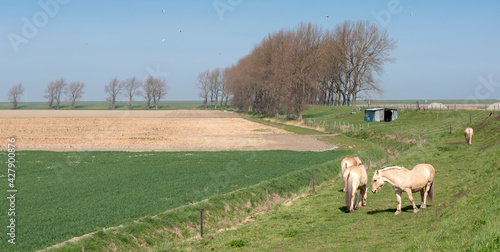 horses graze near country road on island of noord beveland in dutch province of zeeland in the netherlands photo