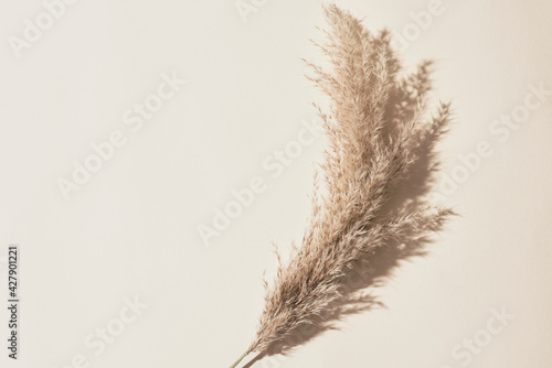 Natural beige Earth tones background with decorative feather, nude, warm color, trending shadows. Flat lay, copy space