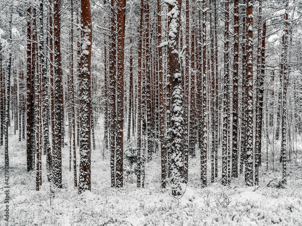 Fototapeta premium Road Among Snow Covered Trees In The Winter Forest. Landscape. Beautiful Winter Morning In A Snow Covered Pine Fore. January in a dense forest seasonal view. Image for wallpaper