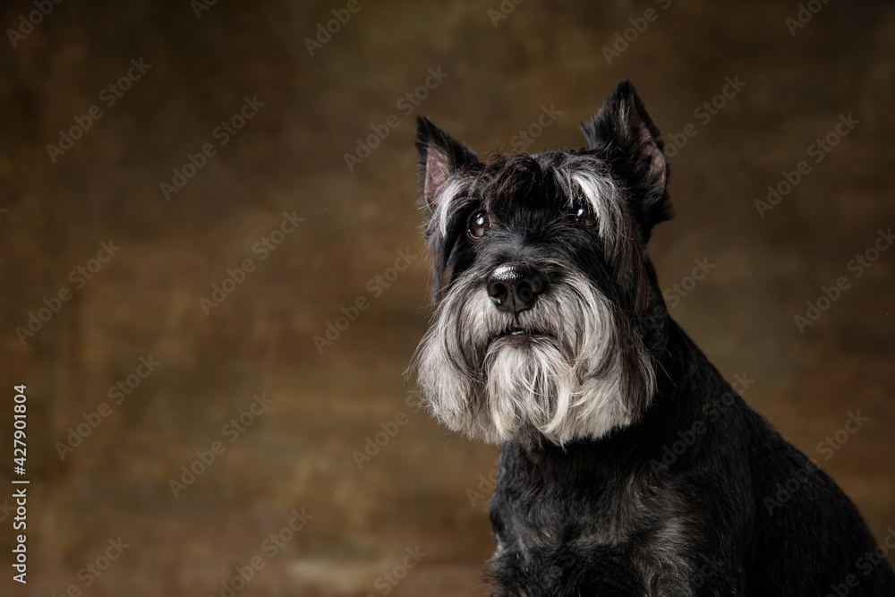 Cute puppy of Miniature Schnauzer dog posing isolated over dark background