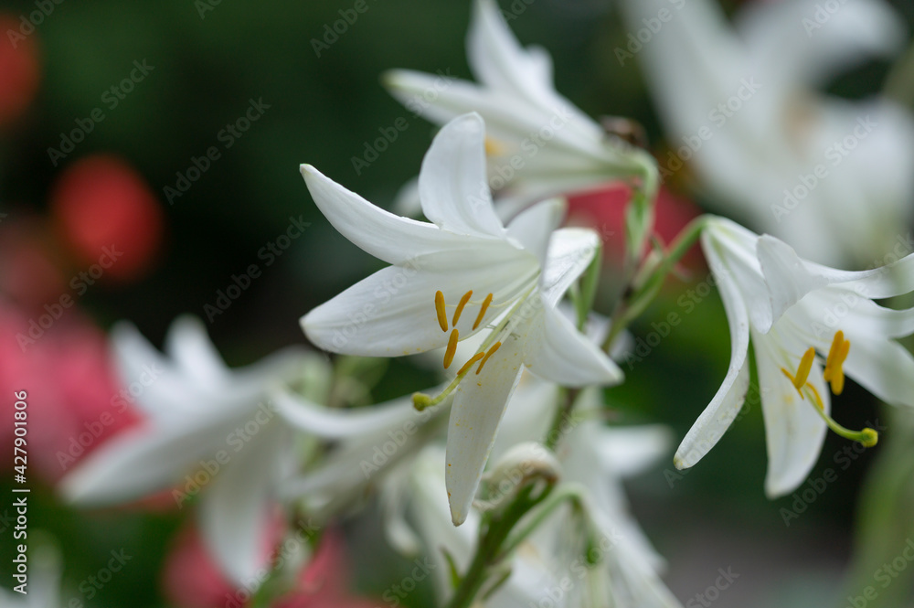 Fototapeta premium white lilies grow on the farm