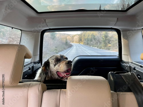 Фотография Dog in the back of a Land Rover, Sariyer, Istanbul, TURKEY