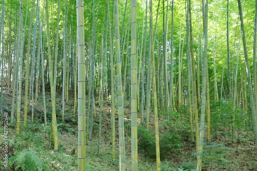 金明孟宗竹の林