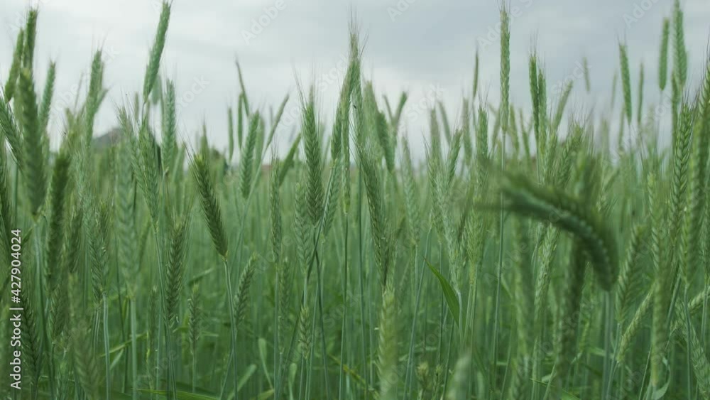 Green wheat in the field. Green wheat close up.