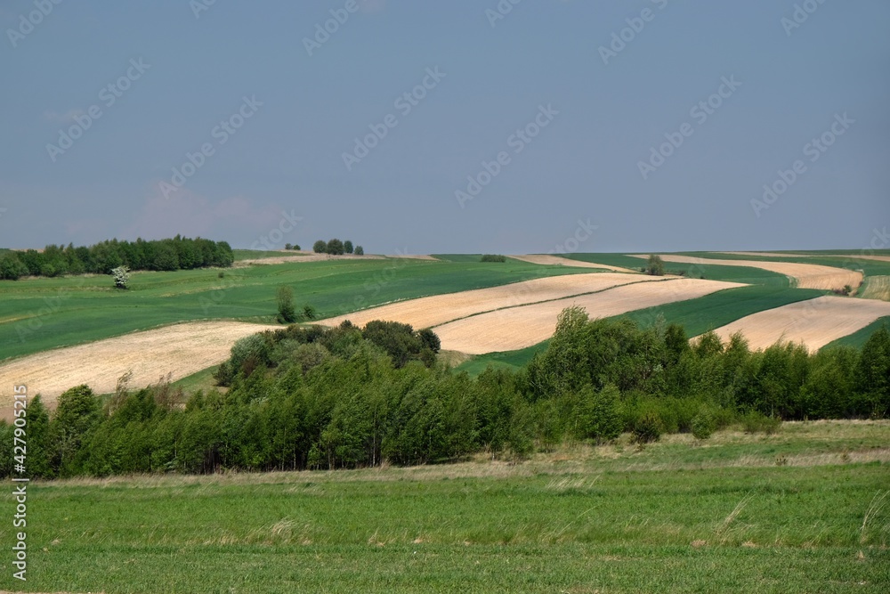 Naklejka premium Beautiful fields in colorful stripes and rows of green trees illuminated by the sun around Suloszowa, Jura region, Cracow-Czestochowa Upland, Poland