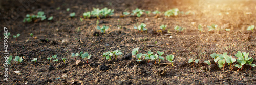 Young radish plant growing in row in soil. Eco agriculture, gardening and organic concept. Panorama