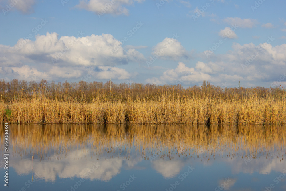 Reeds that grow by the river. The sky that is reflected in the river.