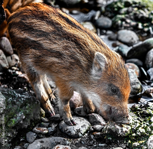 Wild boar piglet digging in the ground. Latin name - Sus scrofa