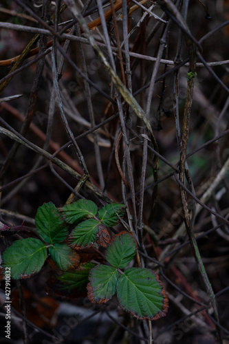 Green leaves among the dry branches in the gray mesh fence in the spring garden