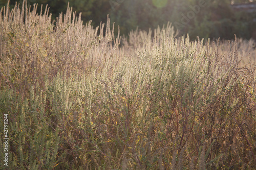 Ambrosia bushes field at sunset cause allergy for many people