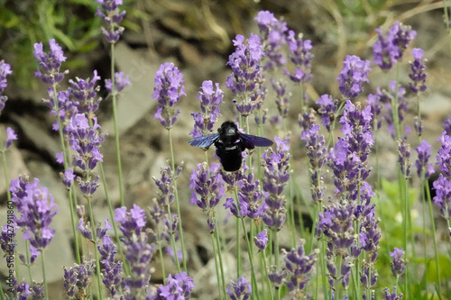 Blaue Holzbiene (Xylocopa violacea) fliegt in Lavendelfeld im Moseltal photo