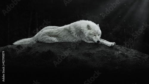 Arctic wolf sleeps at night on a hill in the moonlight, Canis lupus arctos, Polar wolf or white wolf