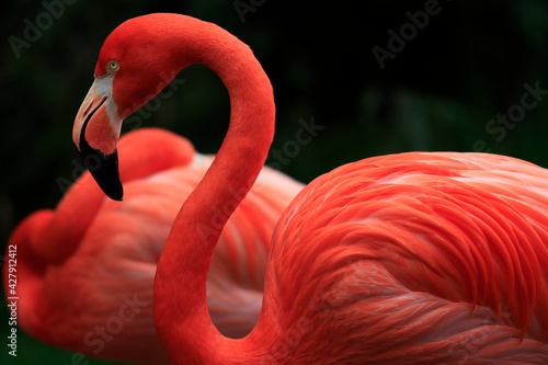 Flamingo in profile with resting flamingo in background., (phoenicopterus sp)