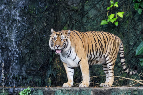 Fototapeta Naklejka Na Ścianę i Meble -  Close up bengal tiger is beautiful animal and dangerous in forest