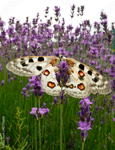 Mosel-Apollo (Parnassius apollo)  fliegt in Lavendelfeld im Moseltal photo