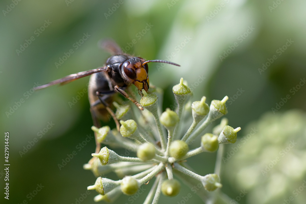 Frelon à patte jaune, Frelon asiatique Vespa velutina nigrithorax sur lierre Frelon à patte jaune, Frelon asiatique Vespa velutina nigrithorax sur lierre
