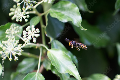 Frelon à patte jaune, Frelon asiatique Vespa velutina nigrithorax sur lierre photo